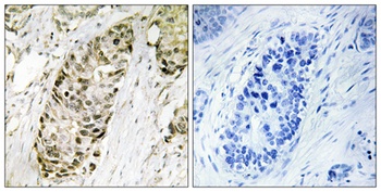 GADD 45γ rabbit pAb Antibody