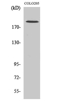 GCP6 rabbit pAb Antibody