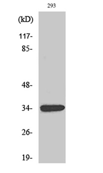 GDF-15 rabbit pAb Antibody