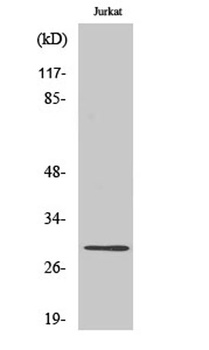 Granzyme K Rabbit Polyclonal Antibody