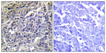 Granzyme K Rabbit Polyclonal Antibody