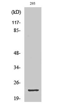 GSC2 rabbit pAb Antibody
