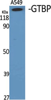GTBP rabbit pAb Antibody