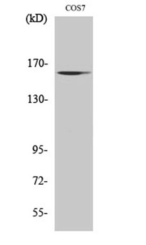 GTBP rabbit pAb Antibody