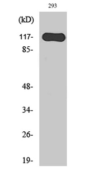 Hairless rabbit pAb Antibody