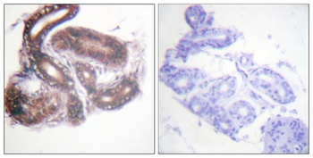 HDAC3 rabbit pAb Antibody