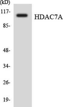 HDAC7 rabbit pAb Antibody