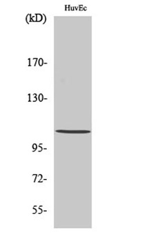 Histone deacetylase 7a rabbit pAb Antibody