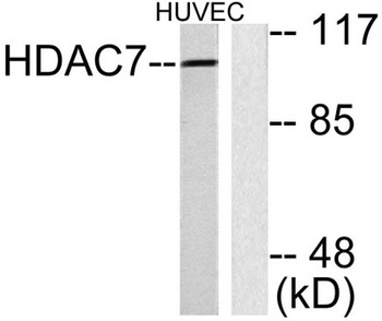 Histone deacetylase 7a rabbit pAb Antibody