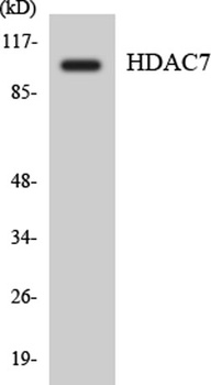 Histone deacetylase 7a rabbit pAb Antibody