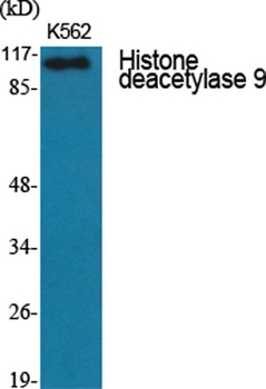 Histone deacetylase 9 rabbit pAb Antibody