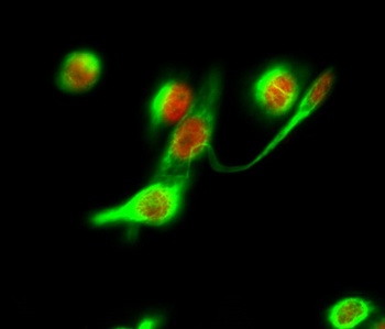 Histone H2A.X rabbit pAb Antibody