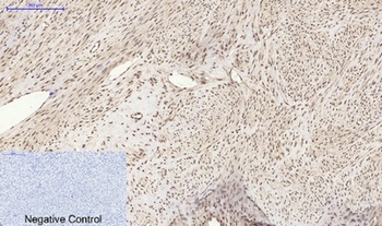 Histone H2A.X rabbit pAb Antibody