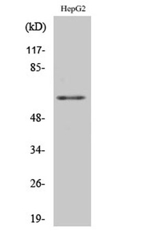 hnRNP K rabbit pAb Antibody