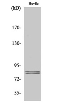 HSL rabbit pAb Antibody