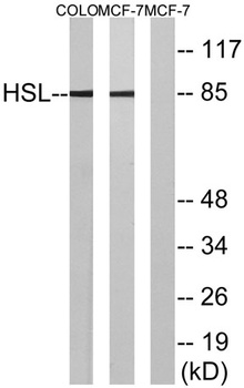 HSL rabbit pAb Antibody