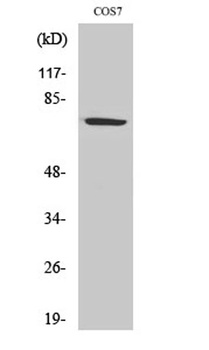 HSP A9 rabbit pAb Antibody