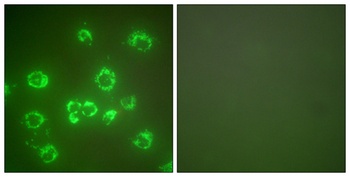HSP A9 rabbit pAb Antibody