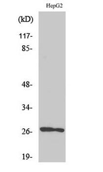 HSP β2 rabbit pAb Antibody