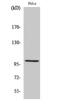 HSP105 rabbit pAb Antibody