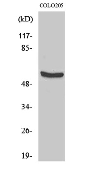 HSP60 rabbit pAb Antibody