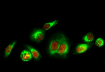 HSP90A rabbit pAb Antibody