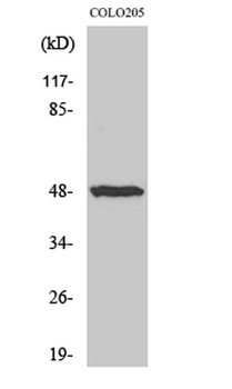 IL-13Rα1 rabbit pAb Antibody