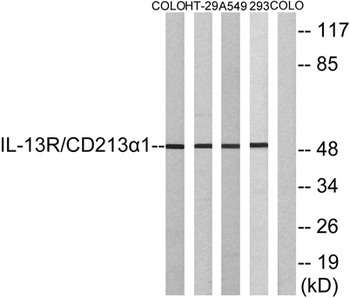 IL-13Rα1 rabbit pAb Antibody