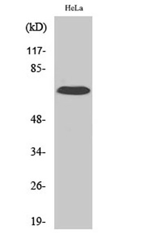 IL-17RC rabbit pAb Antibody