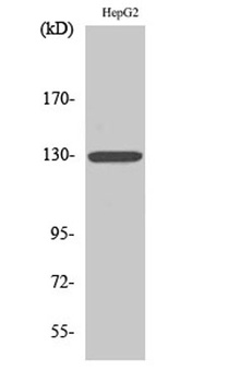 IL-3Rβ rabbit pAb Antibody