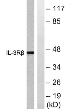 IL-3Rβ rabbit pAb Antibody