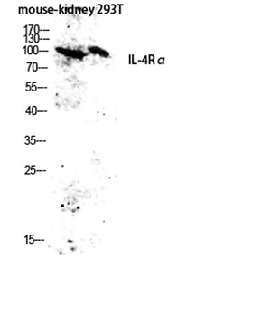 IL-4Rα Rabbit Polyclonal Antibody