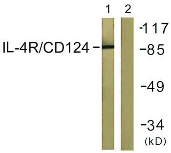 IL-4Rα Rabbit Polyclonal Antibody