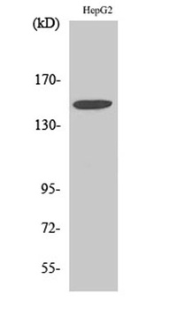 Integrin α3 rabbit pAb Antibody