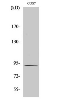 Integrin β5 rabbit pAb Antibody