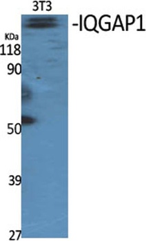 IQGAP1 rabbit pAb Antibody