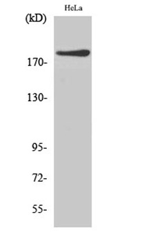 IQGAP1 rabbit pAb Antibody