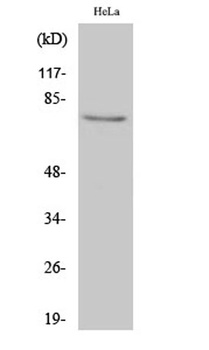 IRAK-1 rabbit pAb Antibody