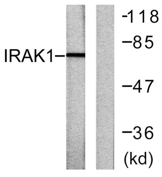 IRAK-1 rabbit pAb Antibody