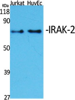 IRAK-2 rabbit pAb Antibody