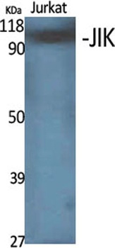 JIK rabbit pAb Antibody