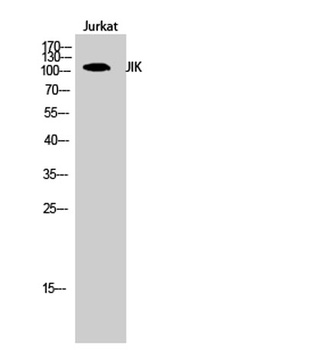 JIK rabbit pAb Antibody