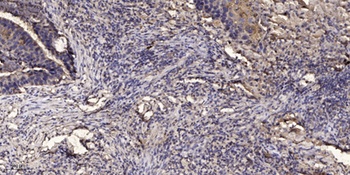 JIK rabbit pAb Antibody