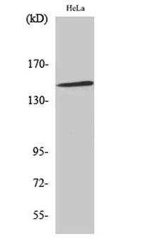 JIP-3 rabbit pAb Antibody