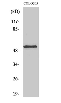 KCNG2 rabbit pAb Antibody