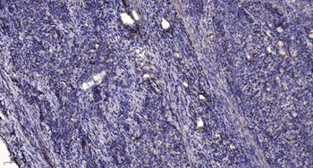 KCNG2 rabbit pAb Antibody