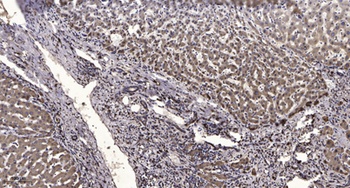 KCNH1 rabbit pAb Antibody