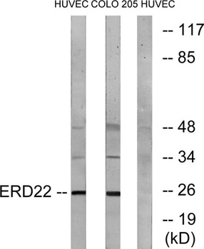 KDEL Receptor 2 rabbit pAb Antibody