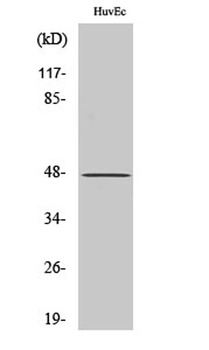 KMT1B rabbit pAb Antibody