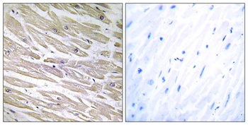 Laminin α-4 rabbit pAb Antibody